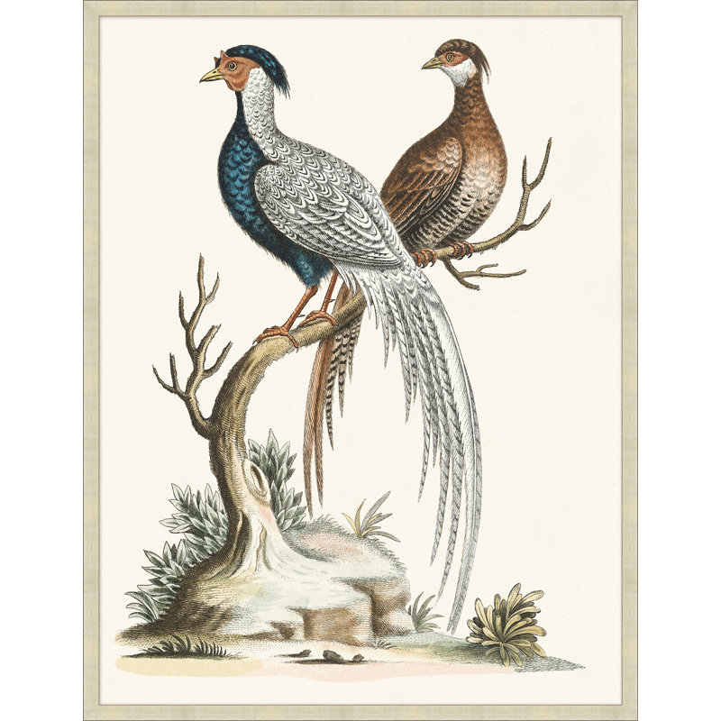 Grand Pheasant 2 Print
