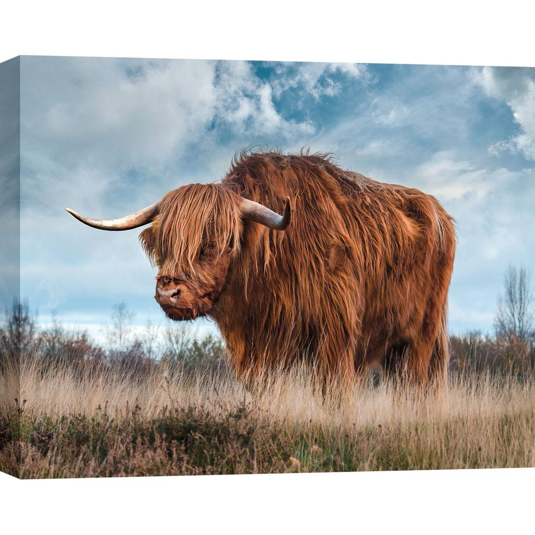 Leinwandbild Scottish Highland Bull