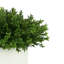 Boxwood Arranged In A Square Pot