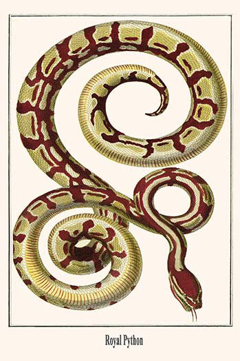 « royal python » par albertus, impression seba, H 42 po x l 28 po x P 1,5 po