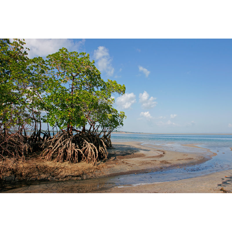 A Mangrove Tree by EcoPic - Wrapped Canvas Print, 20cm H x 30cm W x 3.8cm D