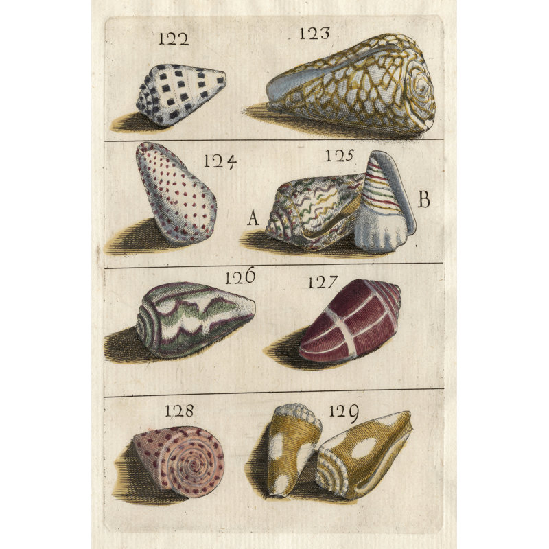 Shell Collection I - Wrapped Canvas Painting, 46cm H x 30cm W x 3.8cm D