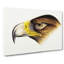 Eagle by John Gould - Wrapped Canvas-55304546