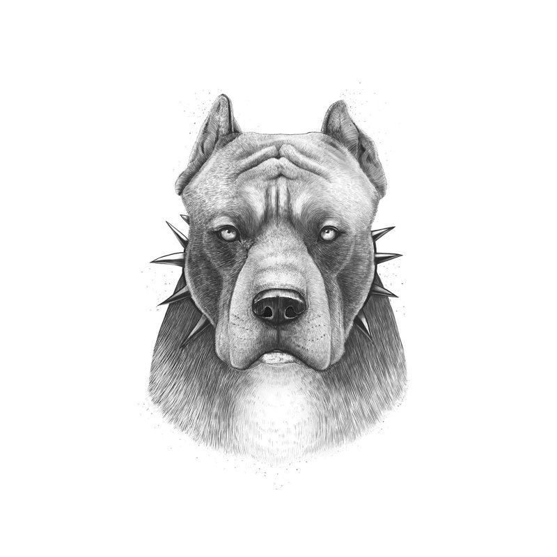 Pitbull par Valeriya Korenkova, impression sur toile tendue, H 12 po x l 8 po x P 0,75 po
