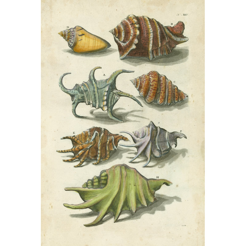 Conch Shell Illustré by Vision Studio - Painting on Canvas, 76 cm H x 51 cm W, Wrapped Canvas