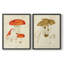 «Mushroom Variétés», reproduction encadrée de qualité supérieure - prête à être accrochée - aucun clou requis - aucun clou requis-1240688535-1240688529