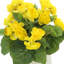 Arrangement floral bégonia-813824251-920028642