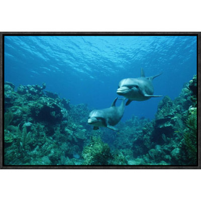 " Bottlenose Dolphin Pair Swimming Over Coral Reef, Honduras "
