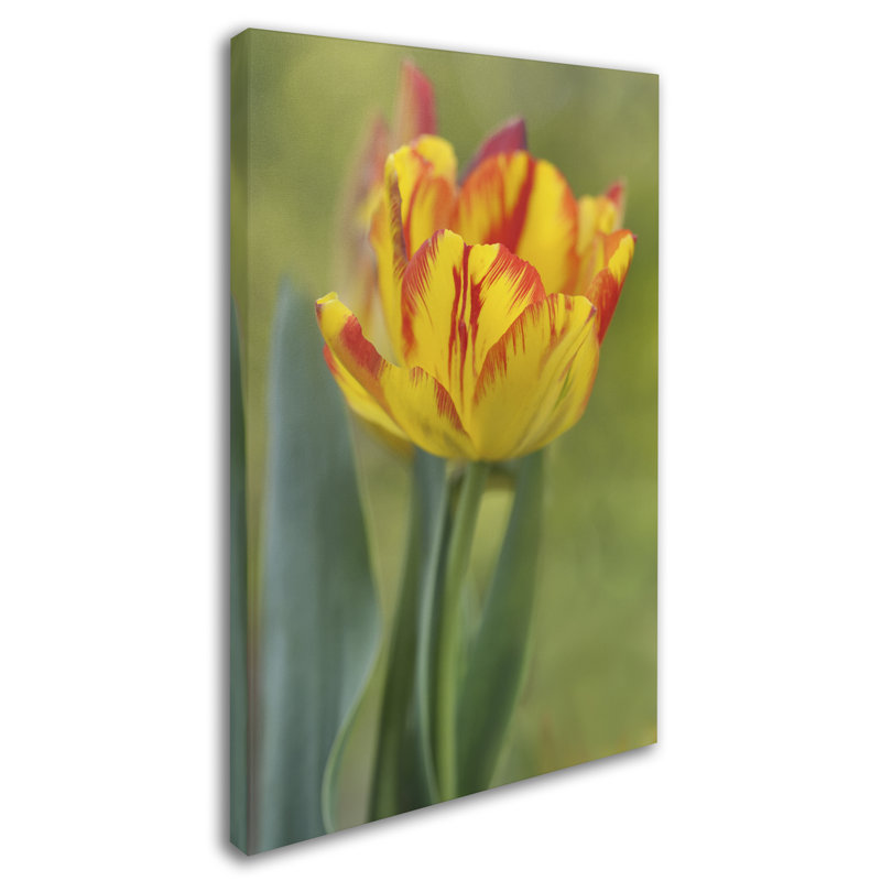 « rembrandt tulip », reproduction de photo sur toile tendue, H 24 po x l 16 po x P 2 po