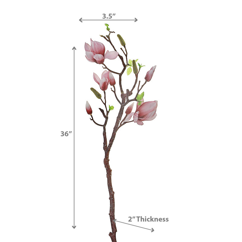 Magnolia grand jet rose, Vieux rose