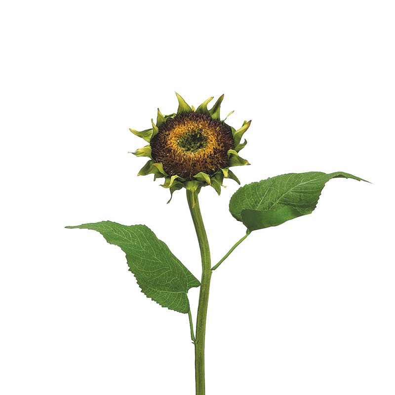 Arrangement de tiges, de buissons et de jets de tournesol