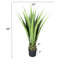 Agave géante 48 po avec pot 48 po