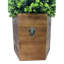 24 plantes