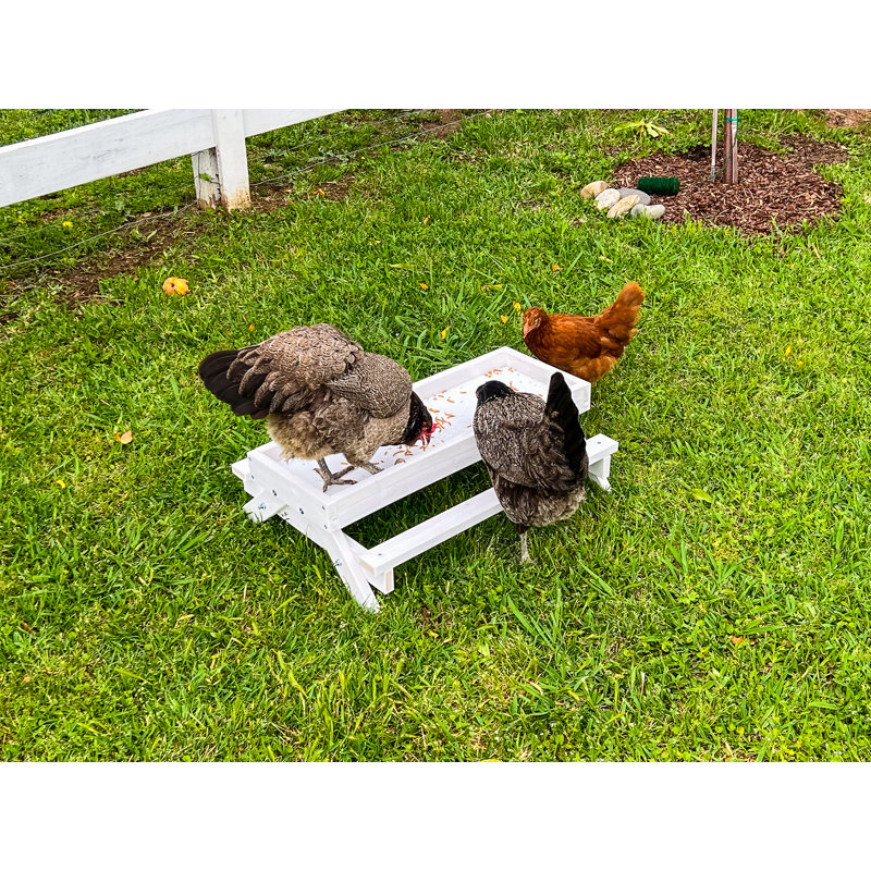 Rekan Chicken Toy