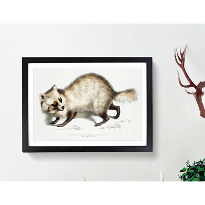 Racoon-Faced Dog by John Edward Gray - Picture Frame Painting Print