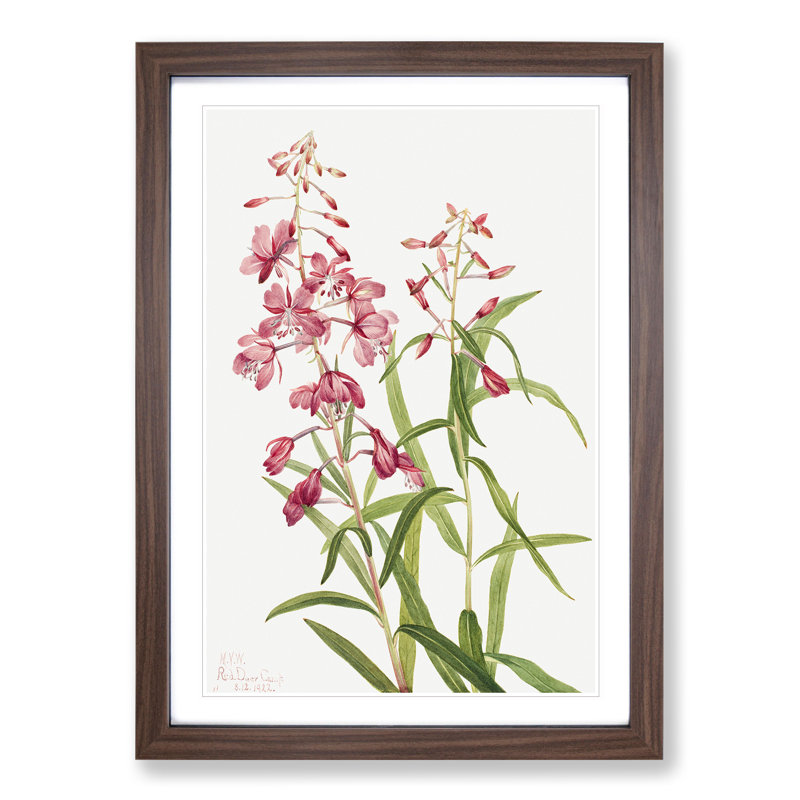 Fireweed by Mary Vaux Walcott - Framed Print, Walnut Framed, 36cm H x 27cm W x 2cm D