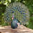Animals Weather Resistant Metal Garden Statue
