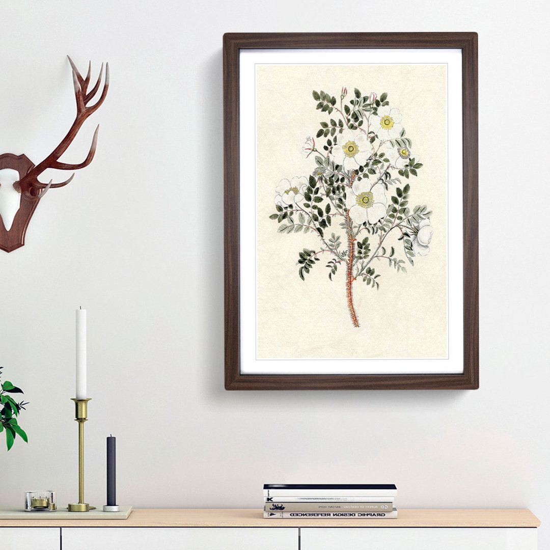 Burnet Rose Flower Illustration - Framed Print
