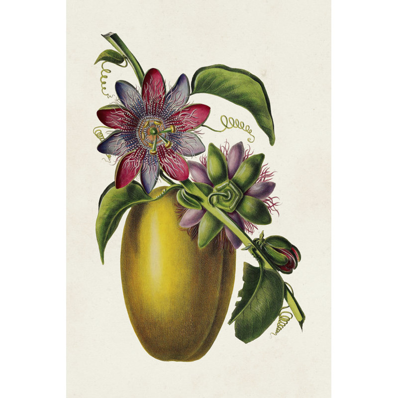 Fruit Of The Tropics II - Wrapped Canvas Print, 46cm H x 30cm W x 3.8cm D
