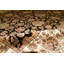 Silk Oriental Area Rug