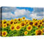 Tournesol «Cloudy Summer Sunflower Field» sur-99543055