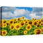 Tournesol «Cloudy Summer Sunflower Field» sur-99543058