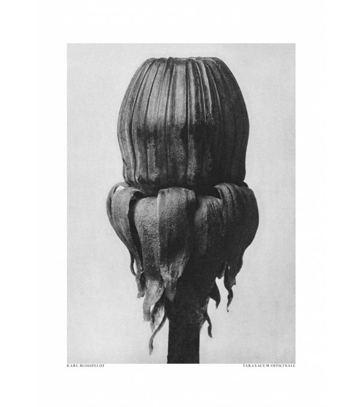 Wrapped Canvas Print, 76.2 cm H x 50.8 cm W