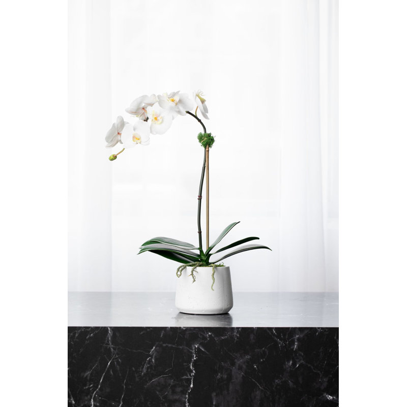 Orchid Floral Arrangements in Planter, White