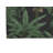 In the Jungle Outdoor Area Rug-1760802247