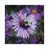 Wrapped Canvas selected
