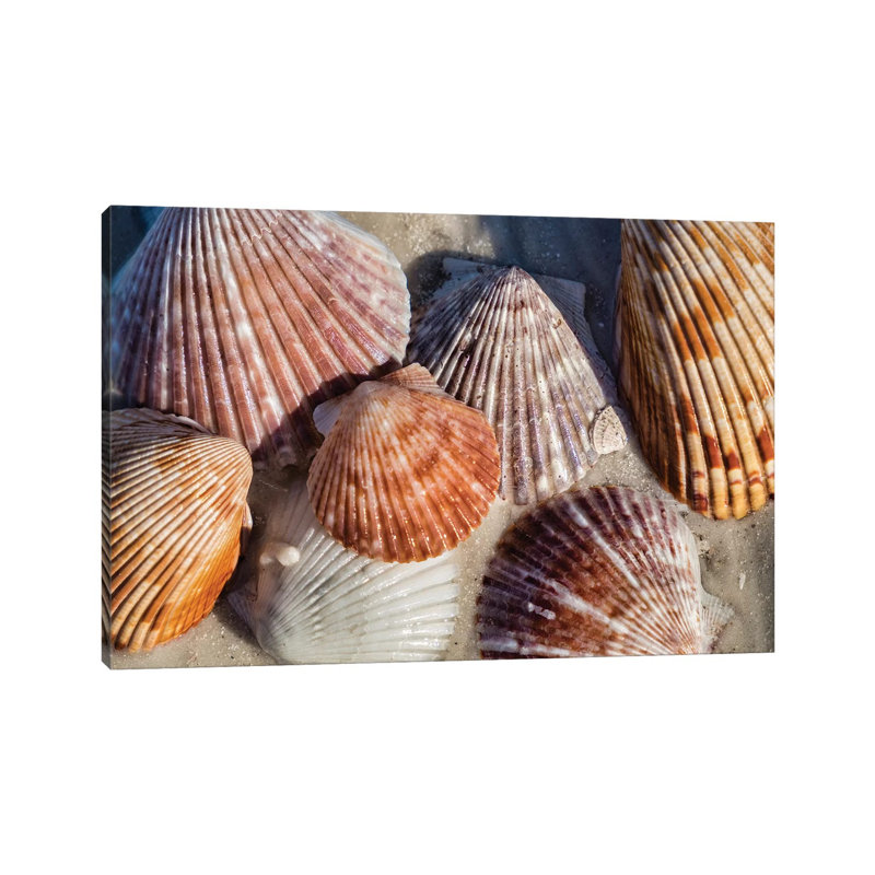 Seashells, Honeymoon Island State Park, Dunedin, Florida, USA by Lisa S. Engelbrecht - Wrapped Canvas Print