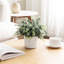 24.89 Cm Faux Eucalyptus Plant in Pot