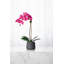 Arrangement floral orchidée en pot-70050662