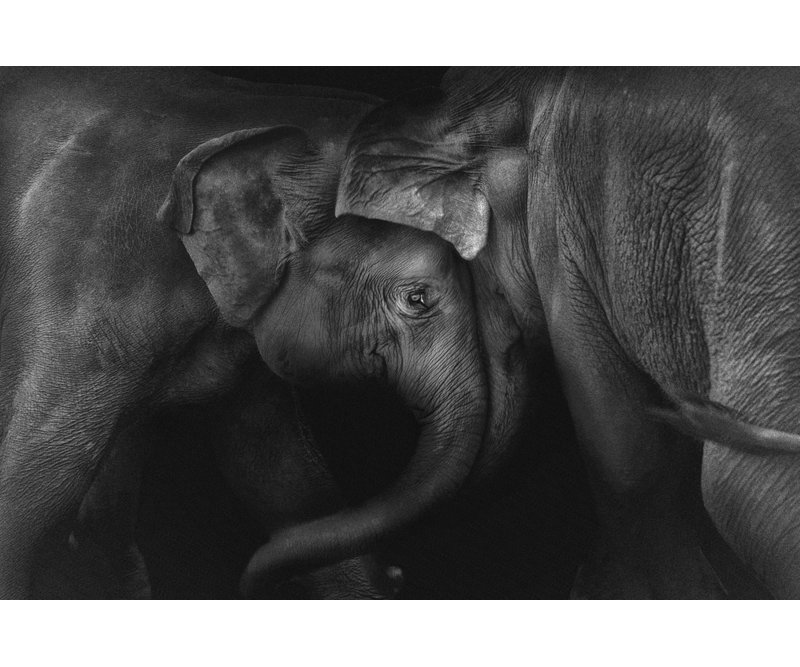 Wrapped Canvas Print, 50.8 cm H x 76.2 cm W