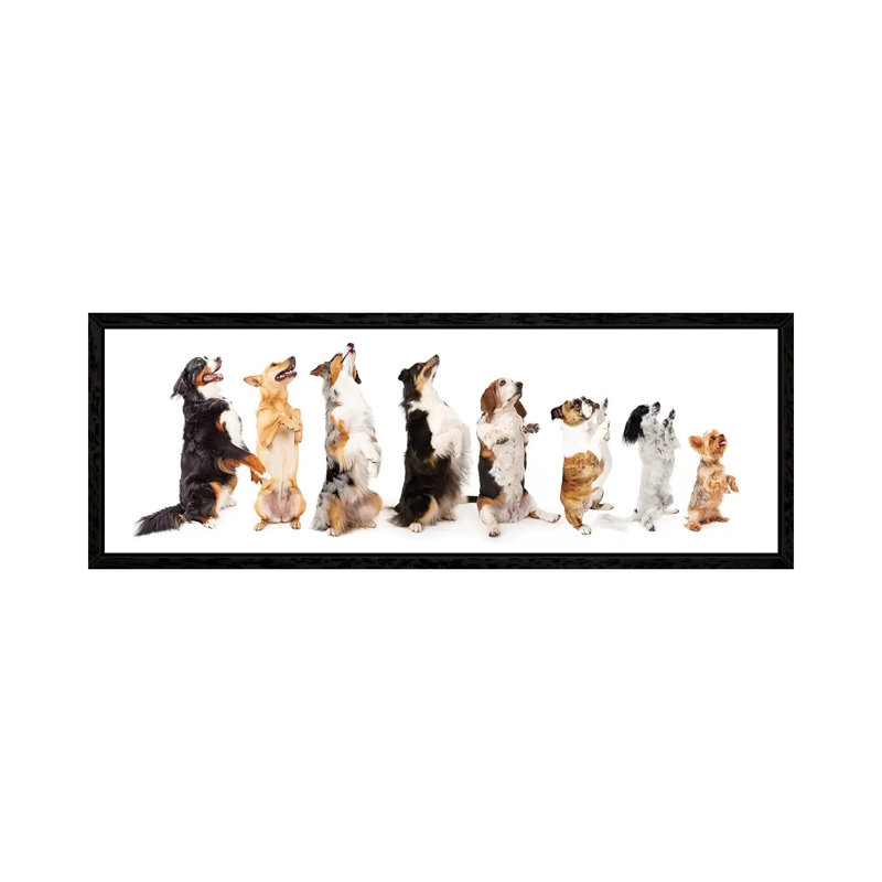 Row Of Dogs Sitting Up To Side Begging by Susan Schmitz - Panoramic Print on Canvas, 40.64cm H x 121.92cm W x 3.81cm D