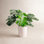 Costa Farms Monstera Deliciosa Plant