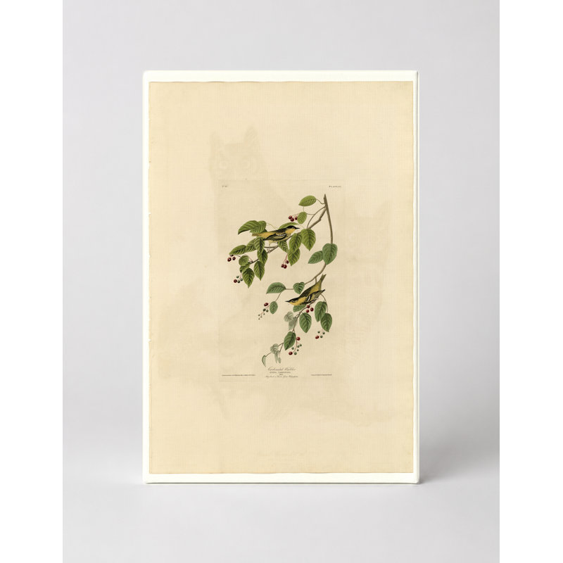 Fauvette carbonatée, planche 60 (1827-1838) - Portrait, art mural sur toile, 14" W x 11" H