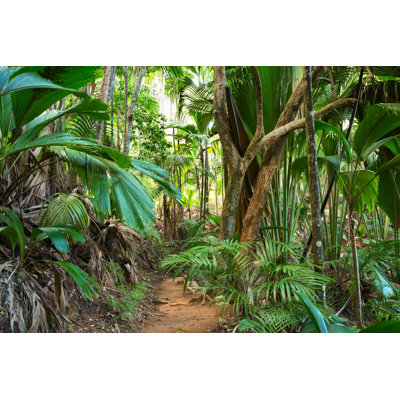 " Tropical Rainforest " by Antonel