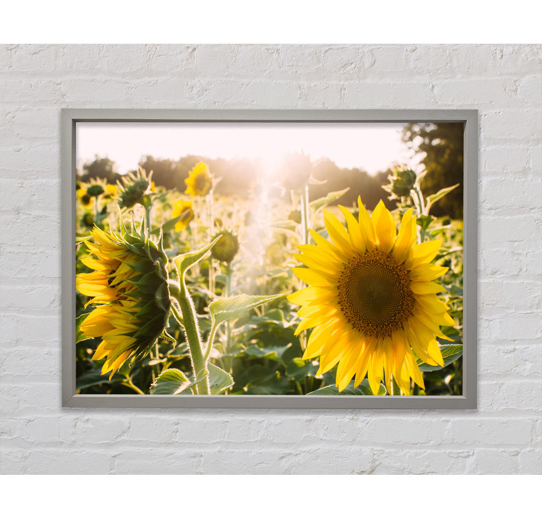 Sunflowers Standing Tall - Single Picture Frame Kunstdrucke auf Leinwand