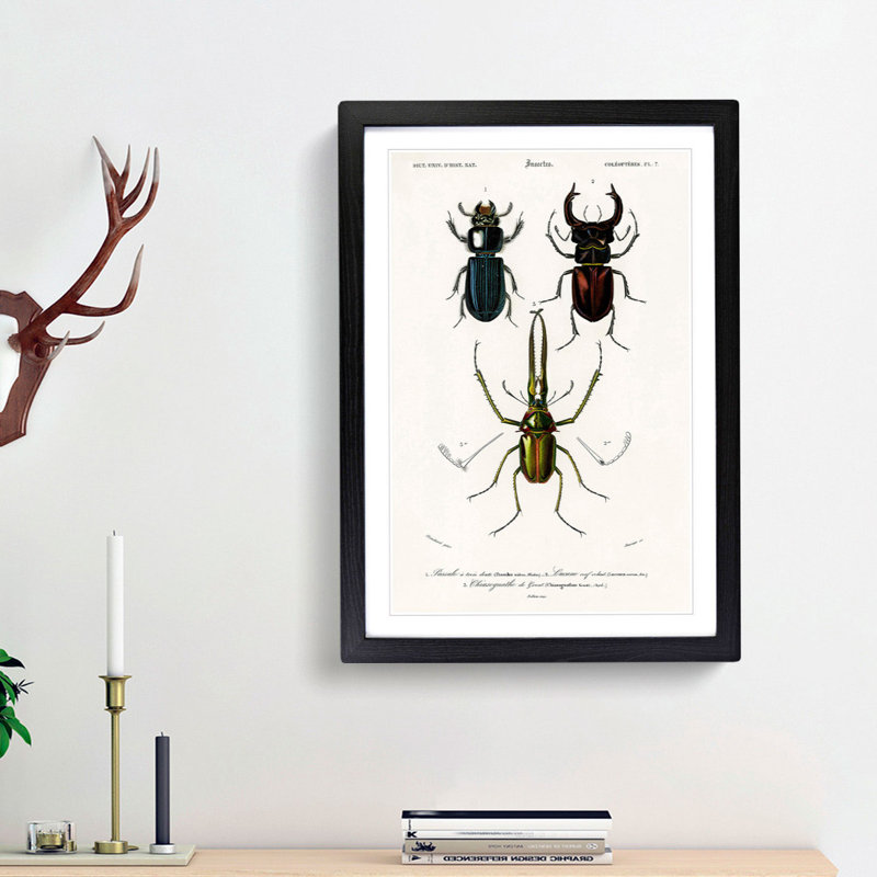 Beetle Illustrations PL.7 1 Piece Single Picture Frame Wall Art, 33cm H x 24cm W x 2cm D, Black Framed