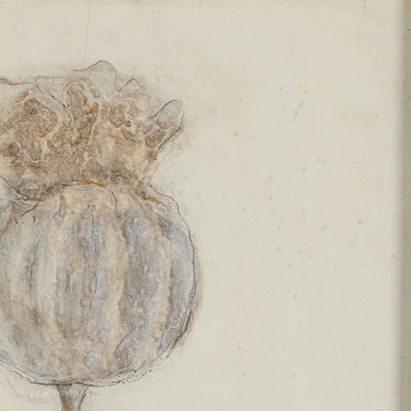 Poppy Crema Painting by Paul Meyer, 24" H x 18" W