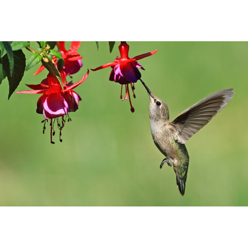 Hummingbird - Wrapped Canvas Print, 30cm H x 46cm W x 3.8cm D