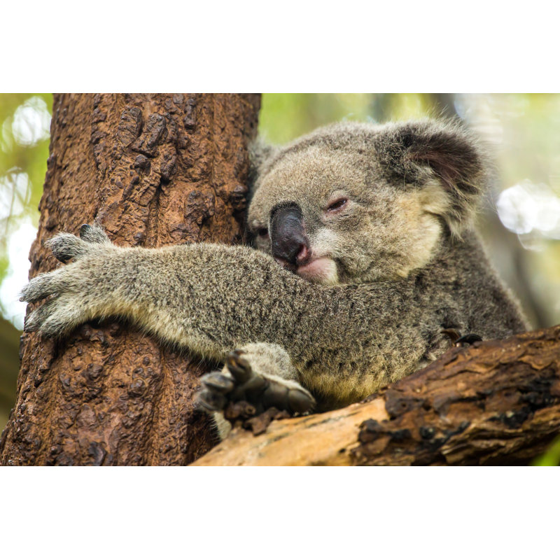 Koala Sleeping by Mazzzur - Wrapped Canvas Print, 30 cm H x 46 cm W