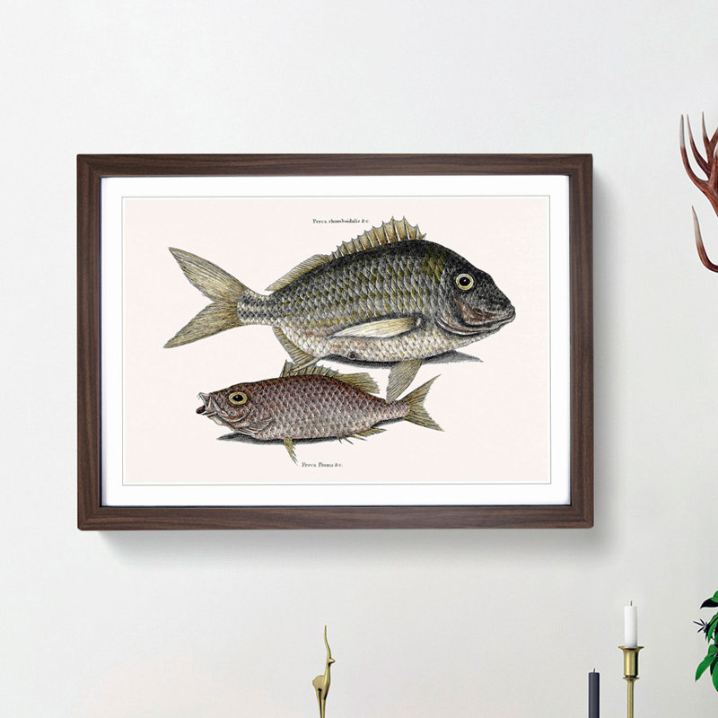 Pork Fish and Schoolmaster Fish by Mark Catesby - Picture Frame Painting Print, 48cm H x 65cm W x 2cm D, Walnut Framed