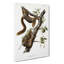 Orange-bellied Squirrels by J.W. Audubon - Wrapped Canvas Painting-55313346