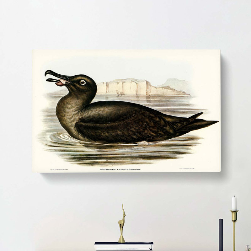 Sooty Albatross by Elizabeth Gould - Wrapped Canvas Painting, 35cm H x 50cm W x 3cm D
