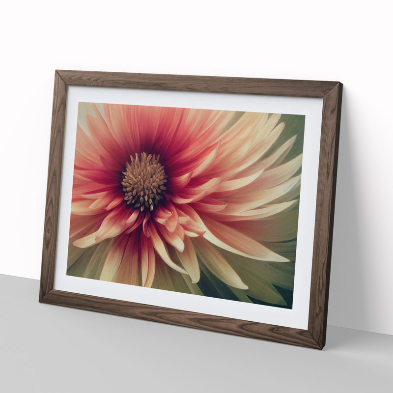 Cosmopolitan Chrysanthemum Flower - Framed Print, 46cm H x 64cm W x 2cm D, Walnut