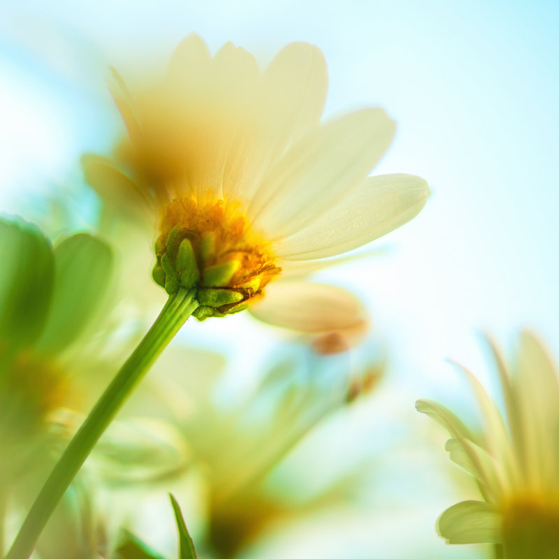 Daisy Reaching For The Sky by Knape - No Frame Print on Canvas, 122cm H x 122cm W