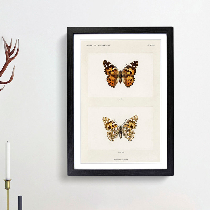 Painted Lady Butterfly by S.F. Denton - Framed Print, 65cm H x 48cm W x 2cm D, Black Framed