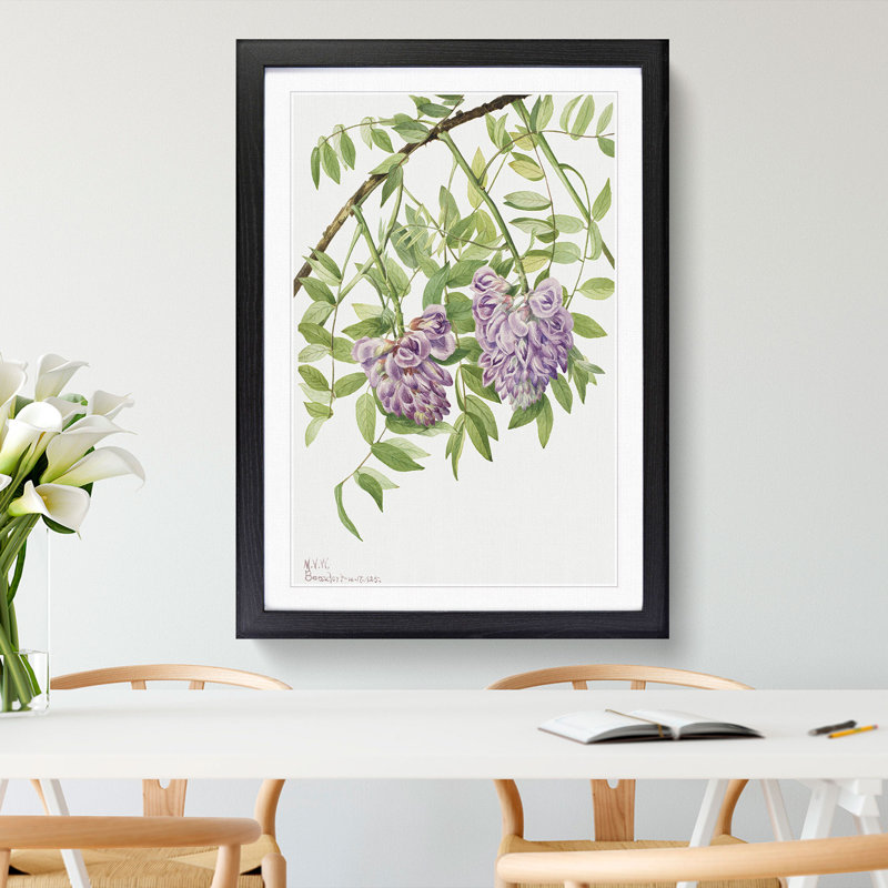 American Wisteria by Mary Vaux Walcott - Picture Frame Graphic Art, 36cm H x 27cm W x 2cm D, Black Framed